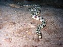 serpentine a pois (myrichthys maculosus)